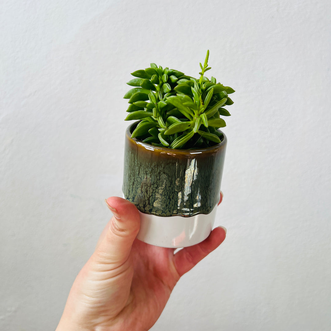 Mini Drip Glaze Ceramic Plant Pot 6cm – Lucky Dip