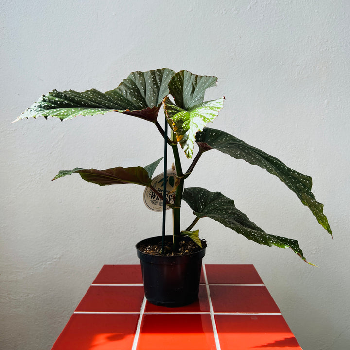 Begonia ‘Corallina de Lucerna’ - Angel Wing Begonia