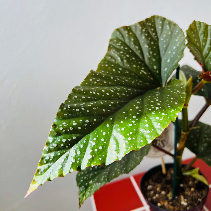 Begonia ‘Corallina de Lucerna’ - Angel Wing Begonia