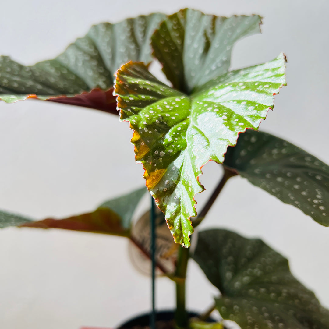 Begonia ‘Corallina de Lucerna’ - Angel Wing Begonia