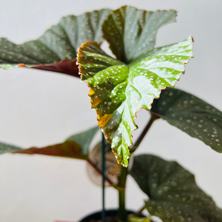 Begonia ‘Corallina de Lucerna’ - Angel Wing Begonia