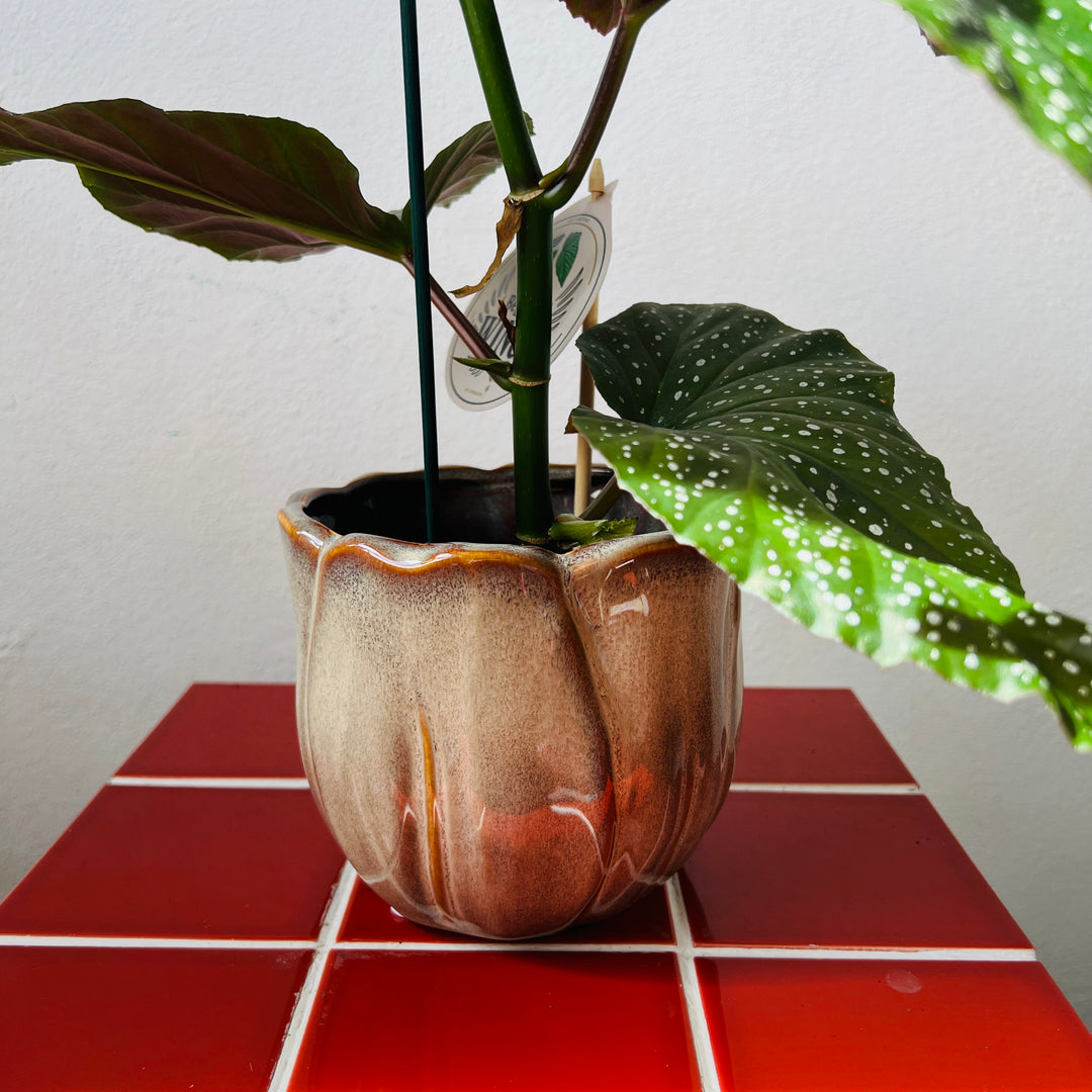 Petal Pop Ceramic Plant Pot 12cm – Lucky Dip