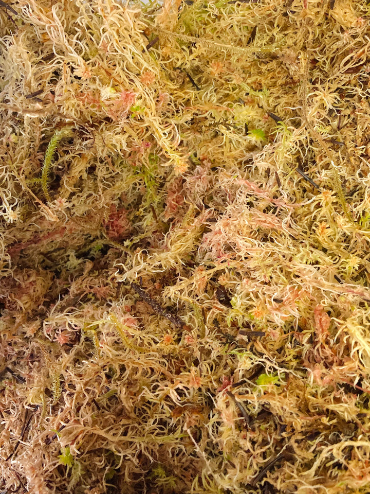 Live Sphagnum Moss - Sphagnum platyphyllum