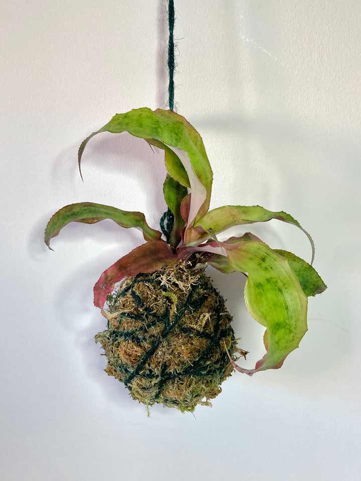 Live Sphagnum Moss - Sphagnum platyphyllum
