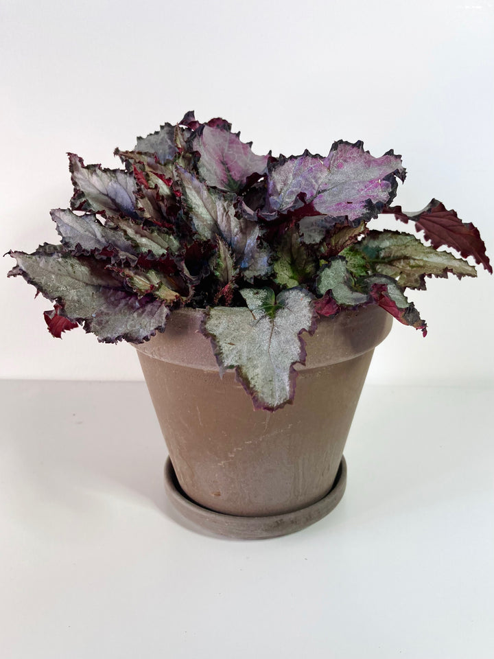 Grey Terracotta pot