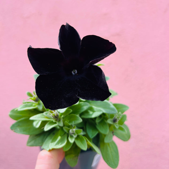 Petunia Black Satin