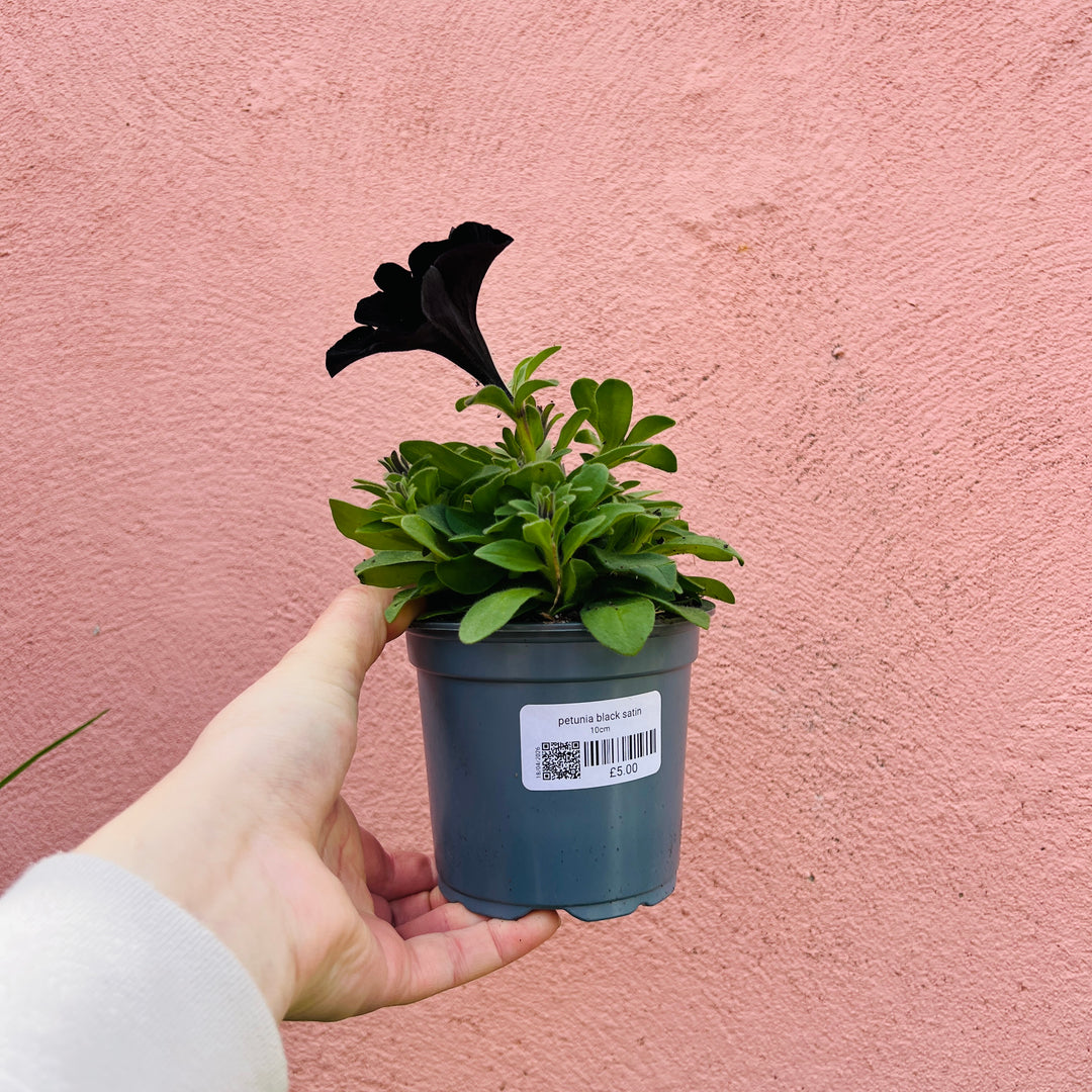 Petunia Black Satin