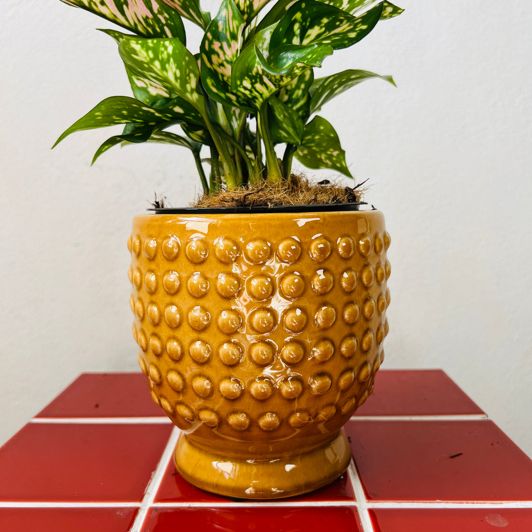 Hobart Yellow Dot Ceramic Pot