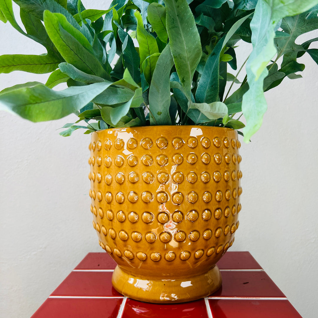 Hobart Yellow Dot Ceramic Pot