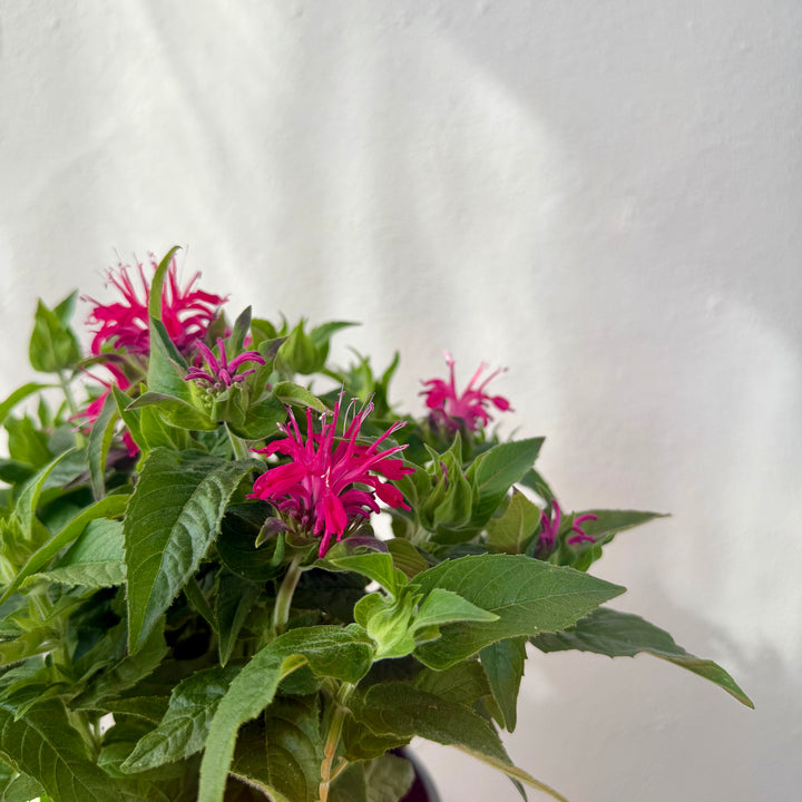 Monarda 'Balmy Rose' -Bee Balm - Bergamot)