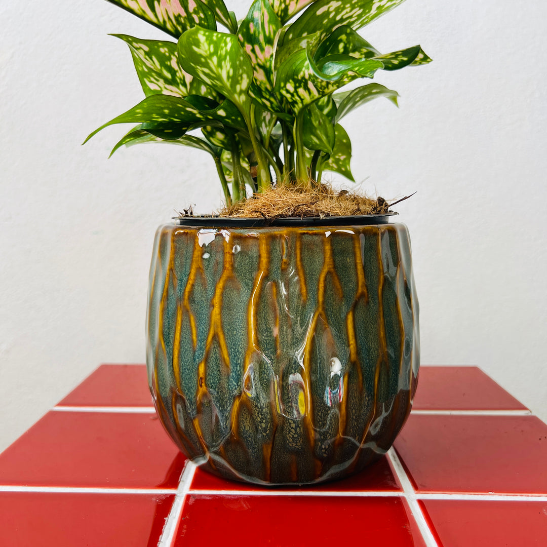 Darwin Ceramic Pot