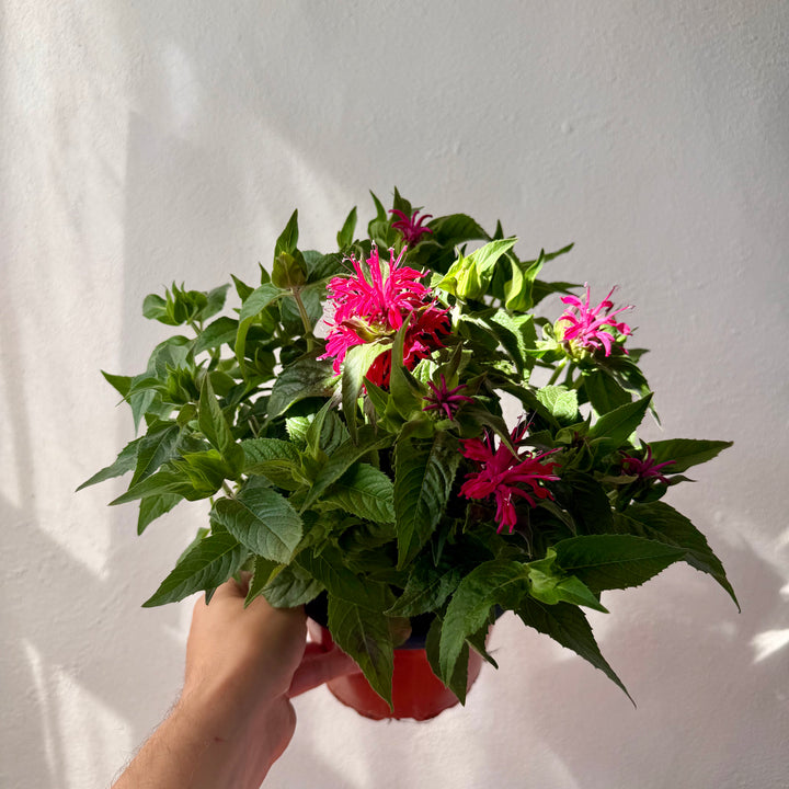 Monarda 'Balmy Rose' -Bee Balm - Bergamot)