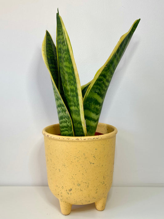 Sansevieria Trifasciata Futura Superba -Snake Plant