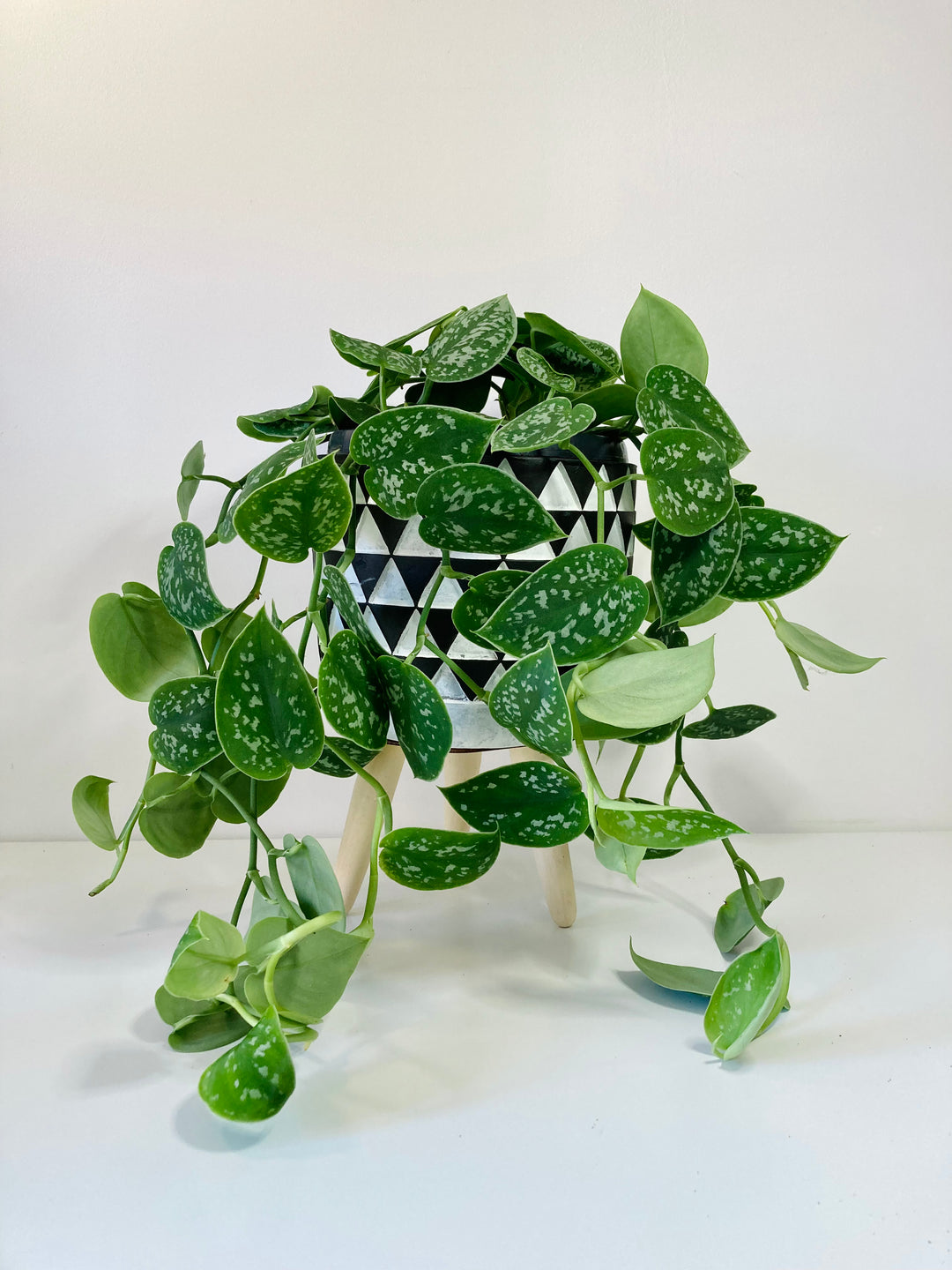 Scindapsus pictus 'Argyraeus' - Satin Pothos