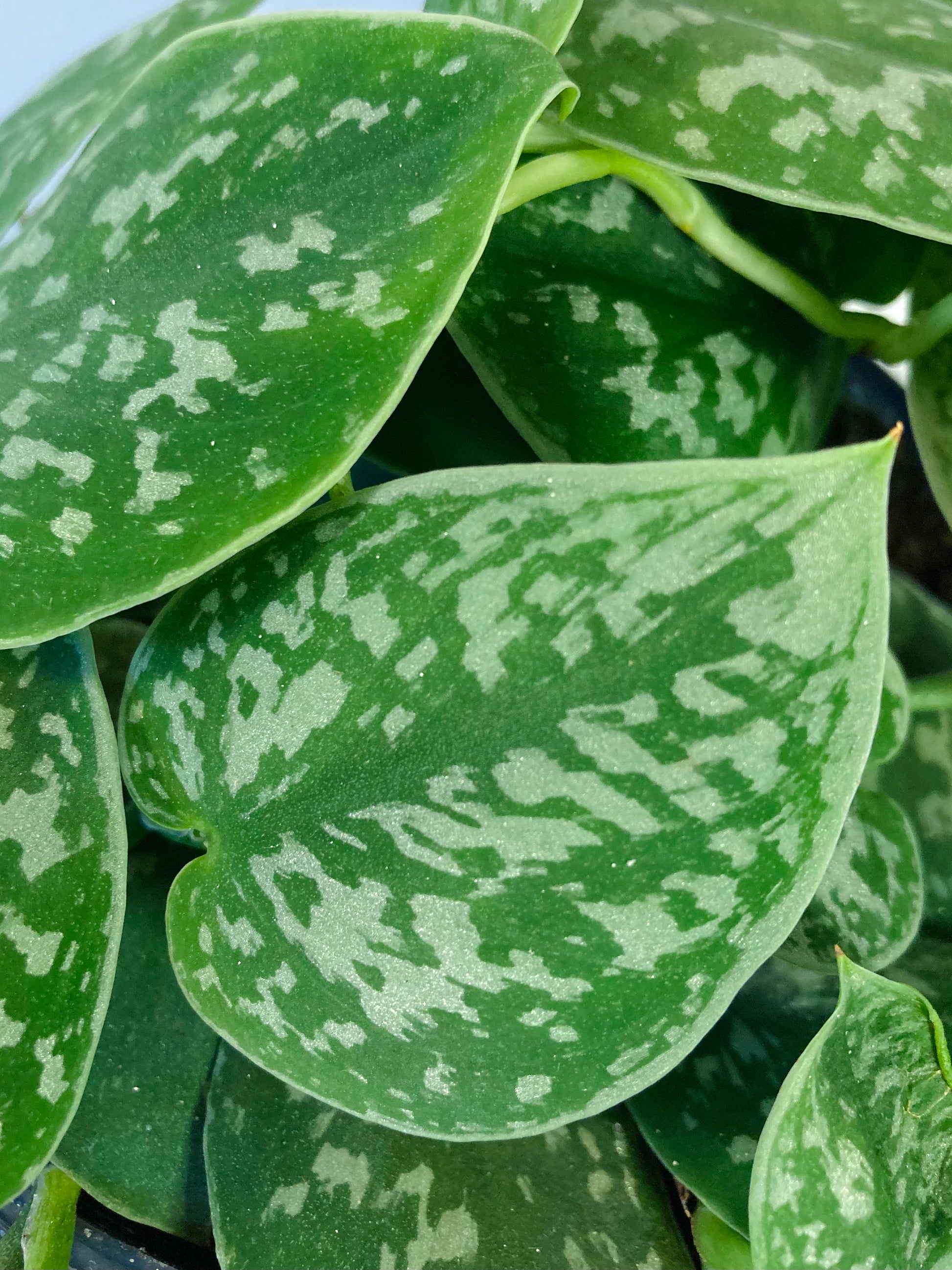 Scindapsus Pictus Argyraeus Satin Pothos Trailing Houseplant scindapsus-pictus-argyraeus-satin-pothos-trailing-houseplant