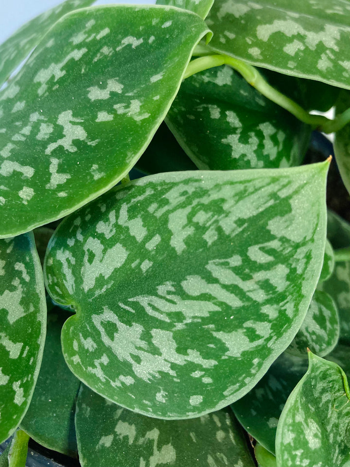 Scindapsus pictus 'Argyraeus' - Satin Pothos