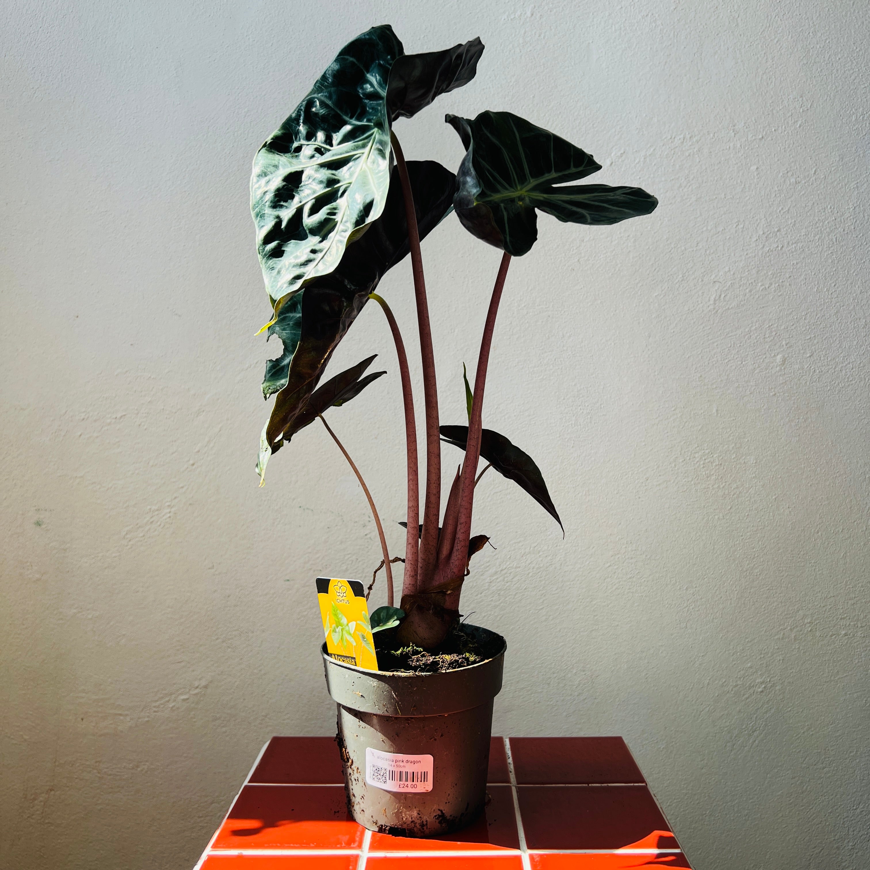 Houseplants