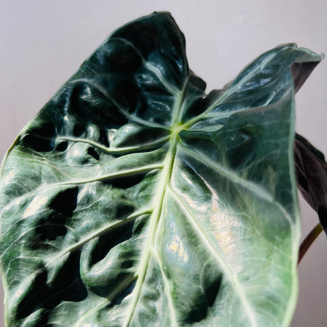 Alocasia Pink Dragon