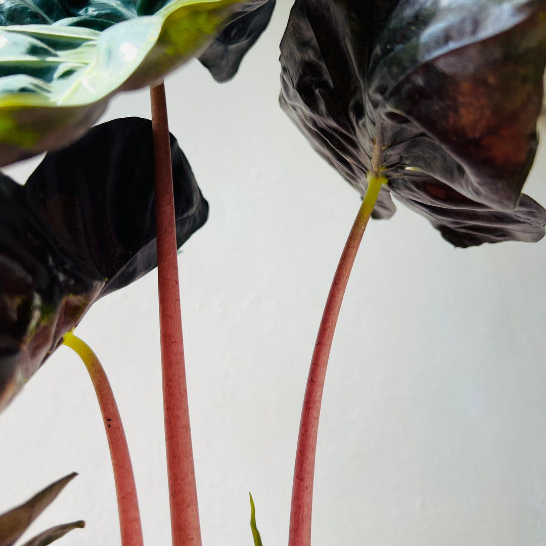 Alocasia Pink Dragon