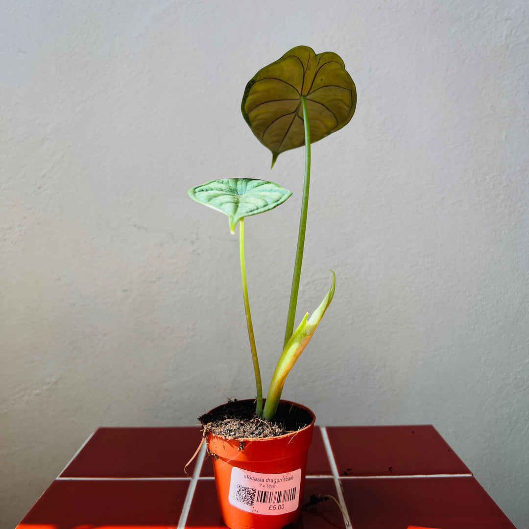 Alocasia Dragon Scale