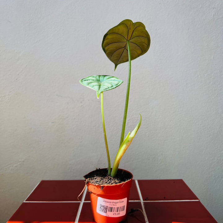 Alocasia Dragon Scale