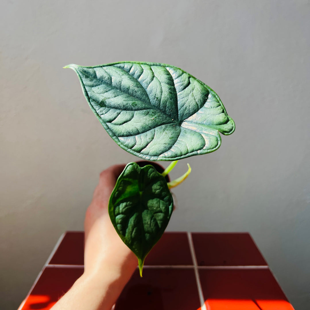 Alocasia Dragon Scale