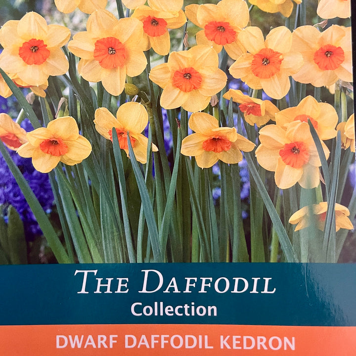 Spring Bulbs – Mix & Match | £3.99 each or 3 for £10
