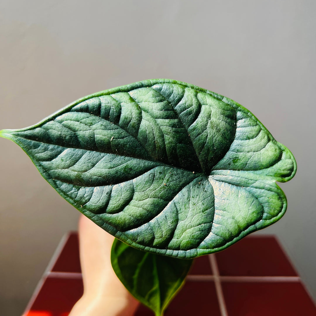 Alocasia Dragon Scale