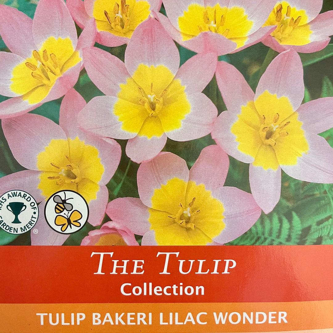 Spring Bulbs – Mix & Match | £3.99 each or 3 for £10