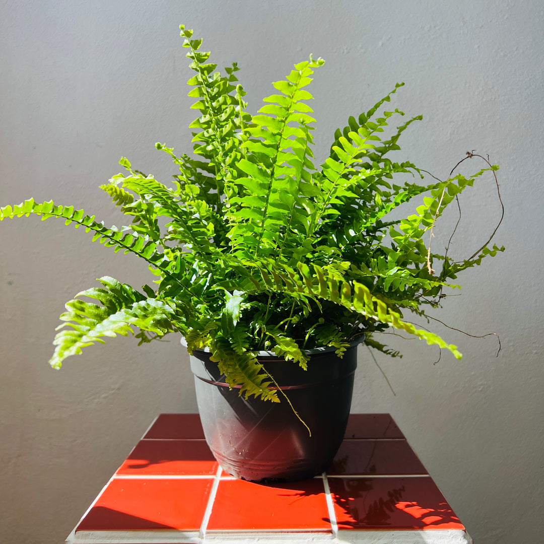 Nephrolepis exaltata 'Green Moment'- Compact Boston Fern