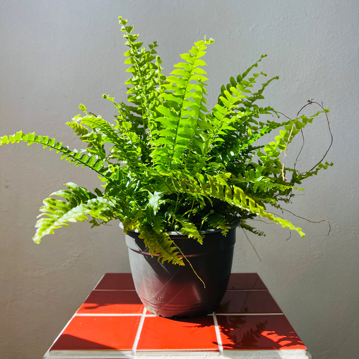 Nephrolepis exaltata 'Green Moment'- Compact Boston Fern