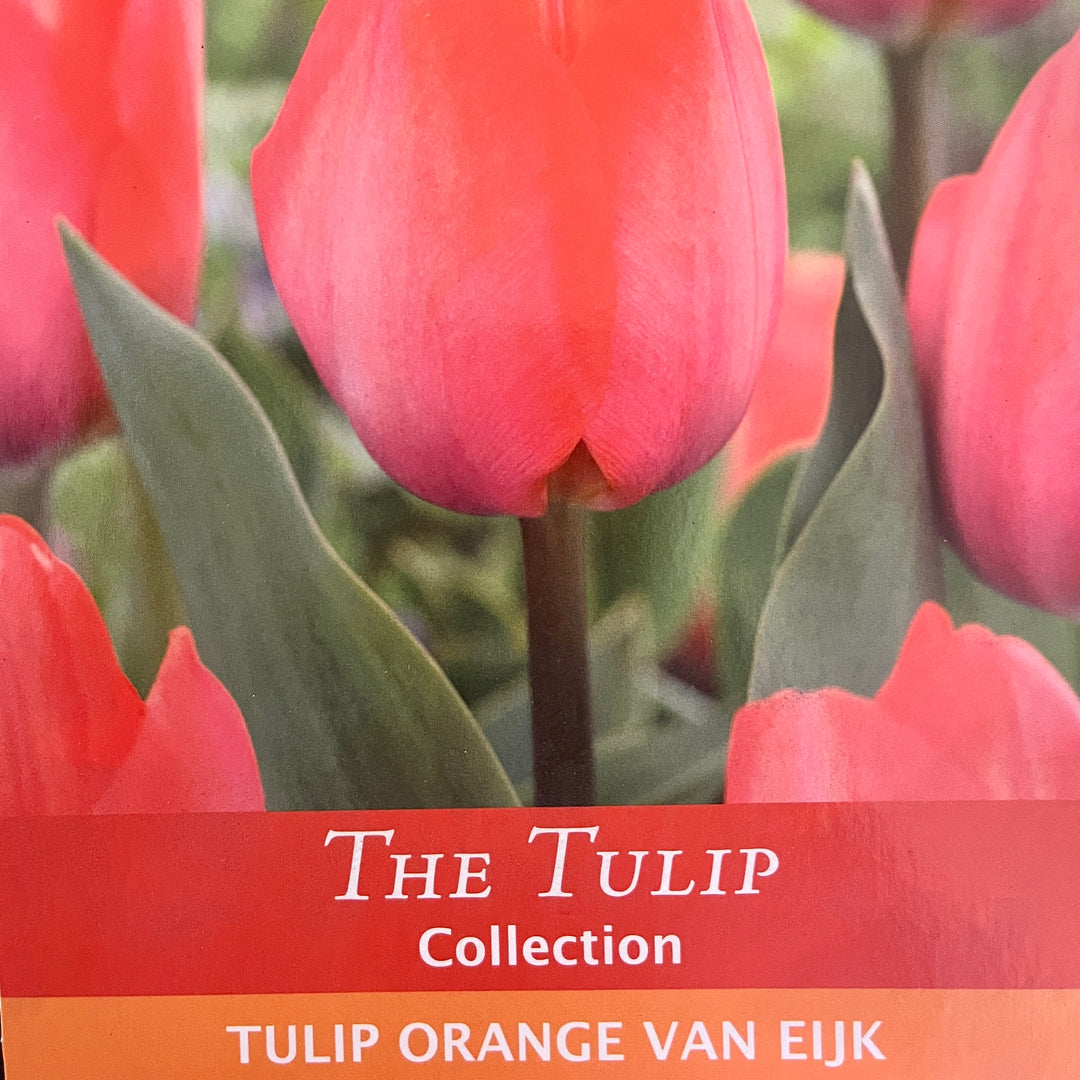 Spring Bulbs – Mix & Match | £3.99 each or 3 for £10