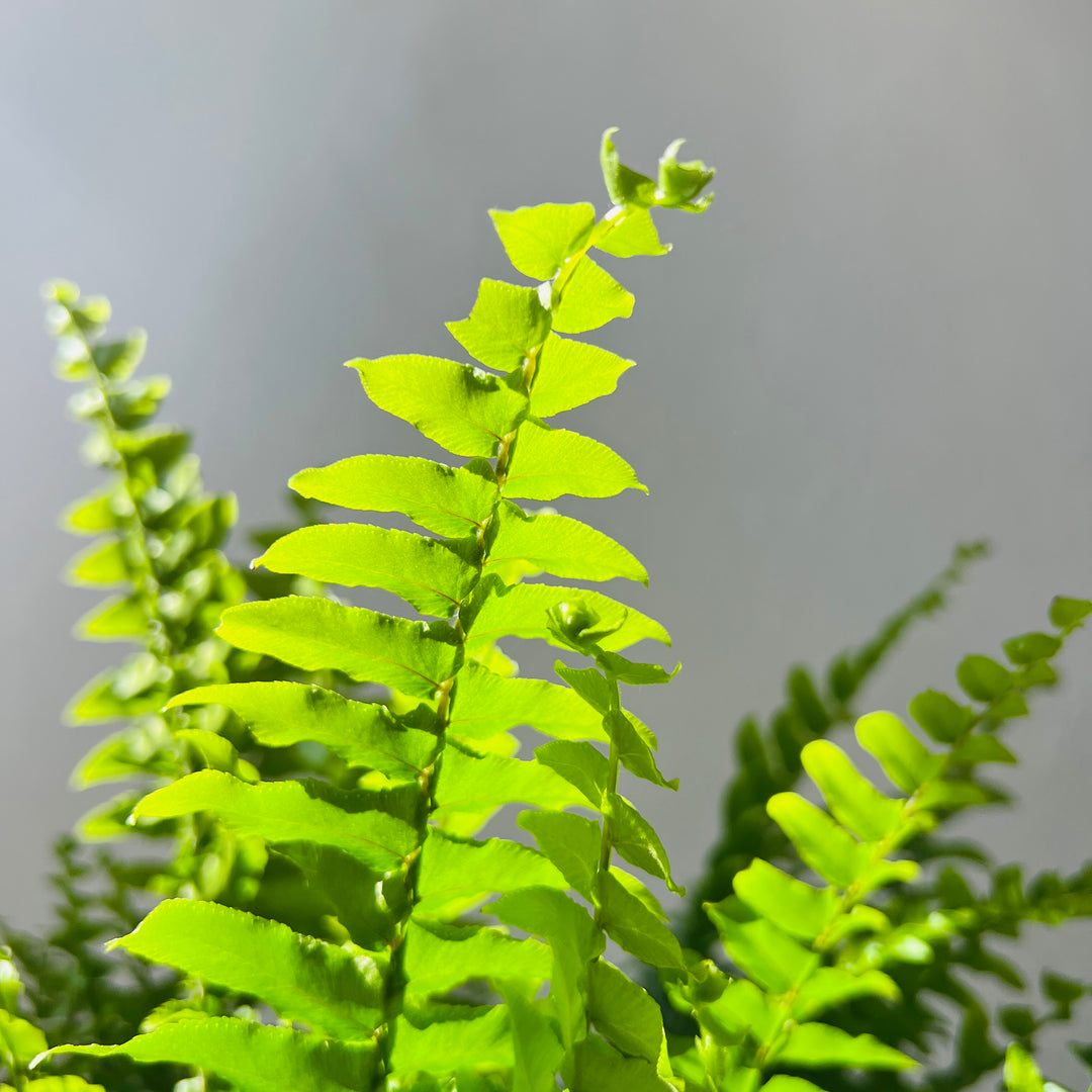 Nephrolepis exaltata 'Green Moment'- Compact Boston Fern