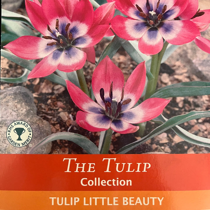 Spring Bulbs – Mix & Match | £3.99 each or 3 for £10