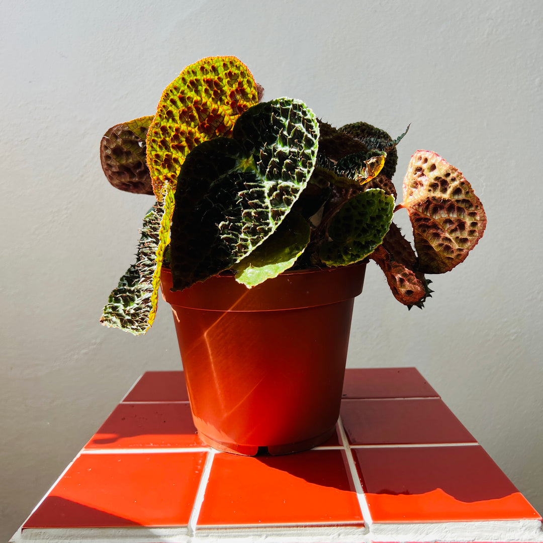 Begonia Rex Ferox