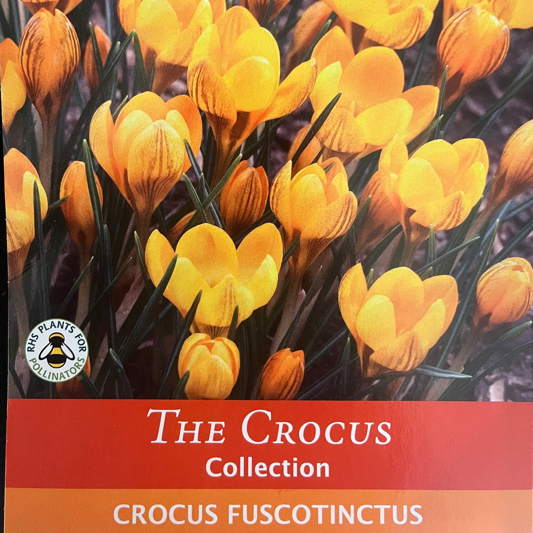 Spring Bulbs – Mix & Match | £3.99 each or 3 for £10