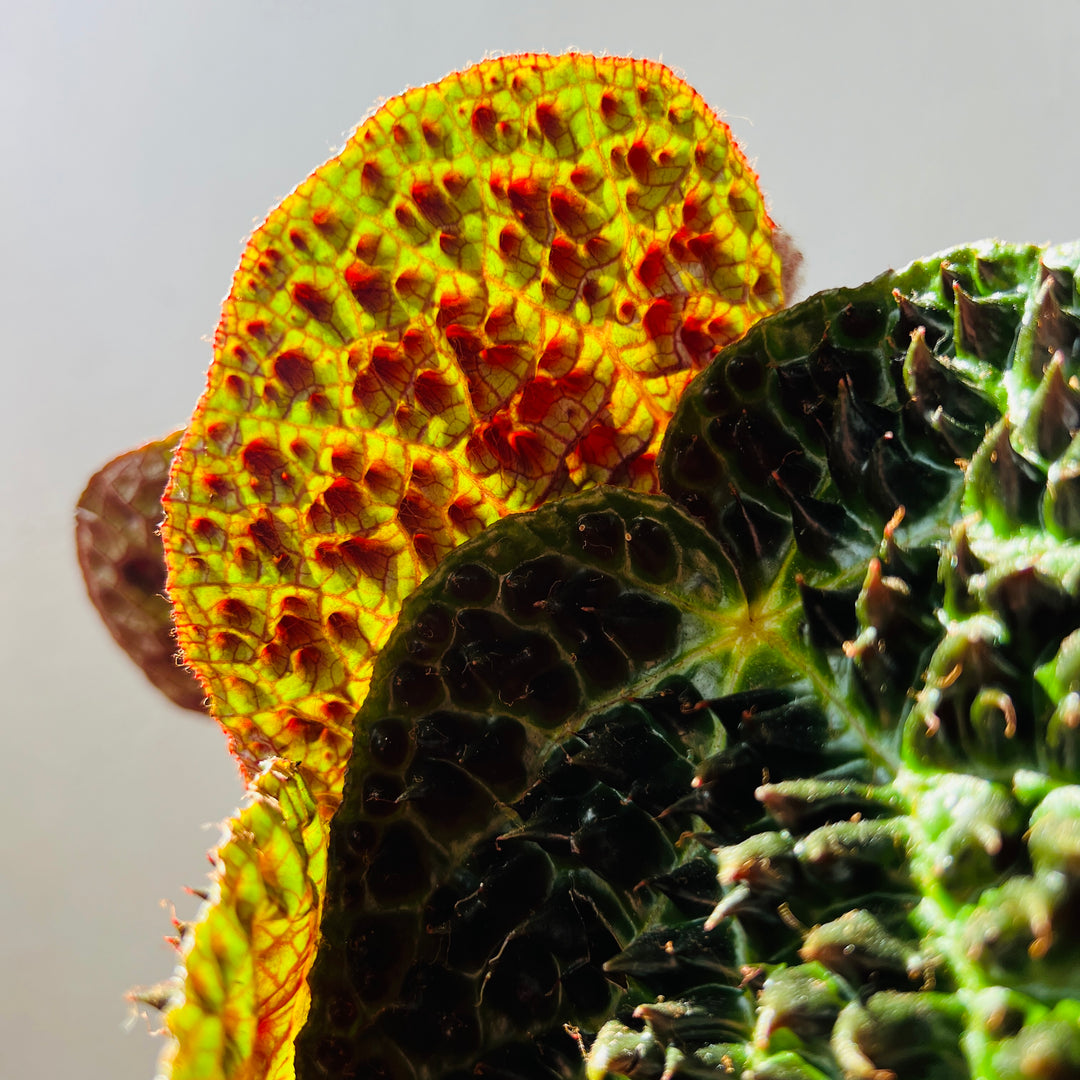 Begonia Rex Ferox