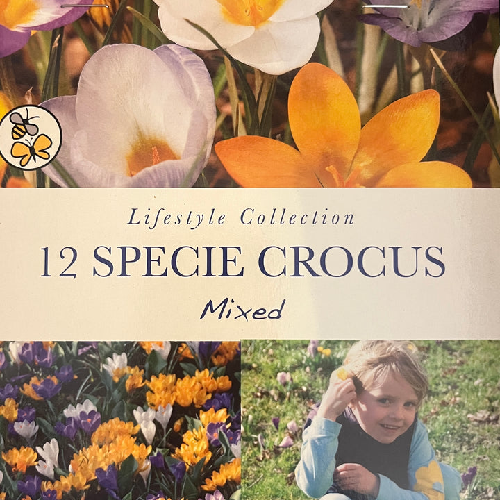 Spring Bulbs – Mix & Match | £3.99 each or 3 for £10