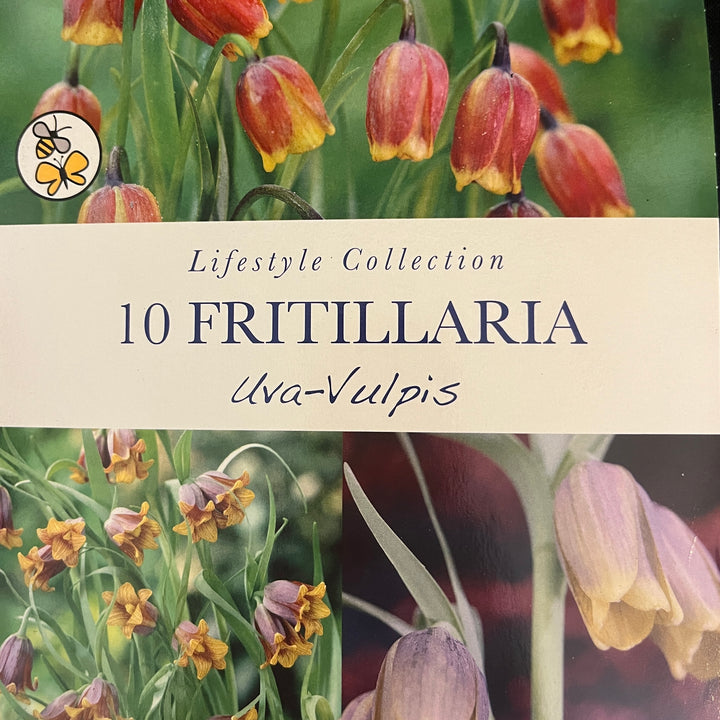 Spring Bulbs – Mix & Match | £3.99 each or 3 for £10