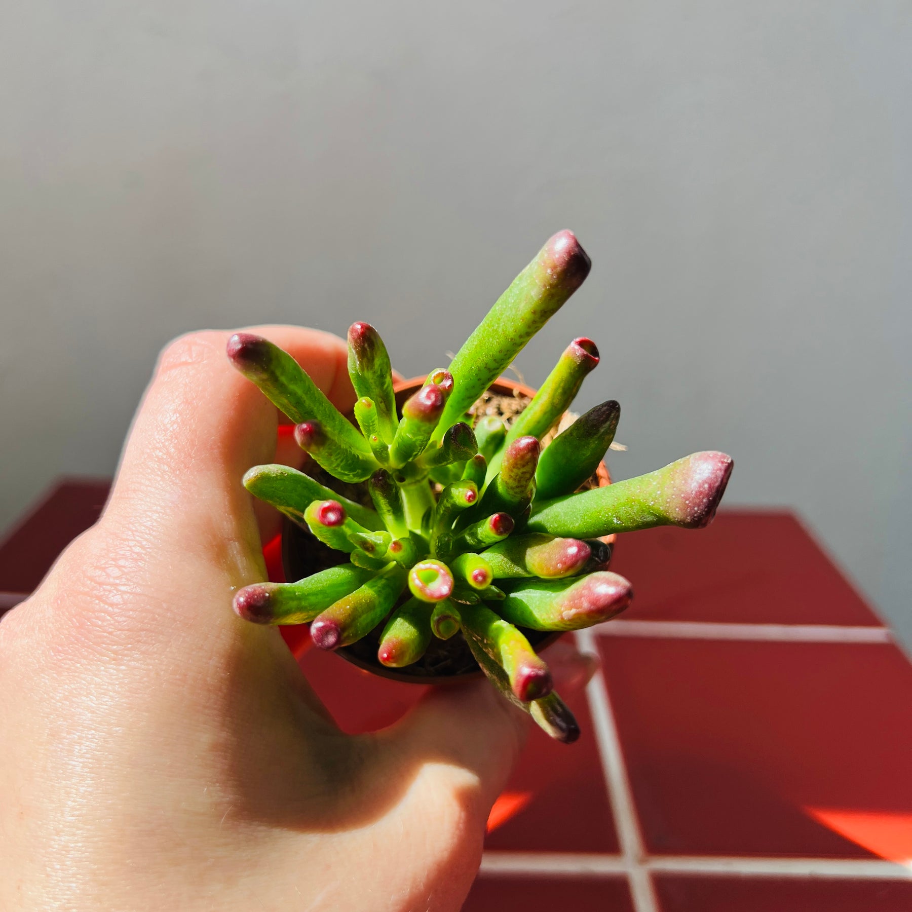 trumpet jade succulent Crassula ovata - Gollum - Horn tree