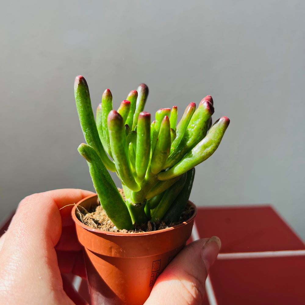 succulent that looks like jade plant Crassula ovata - Gollum - Horn tree