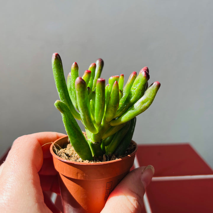 jade coral plant Crassula ovata - Gollum - Horn tree