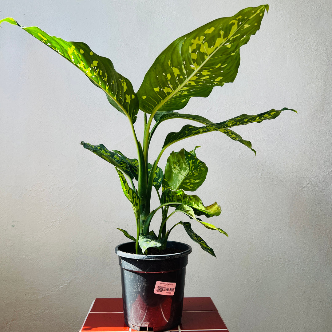 Dieffenbachia ‘Spotty’ – Variegated Dieffenbachia