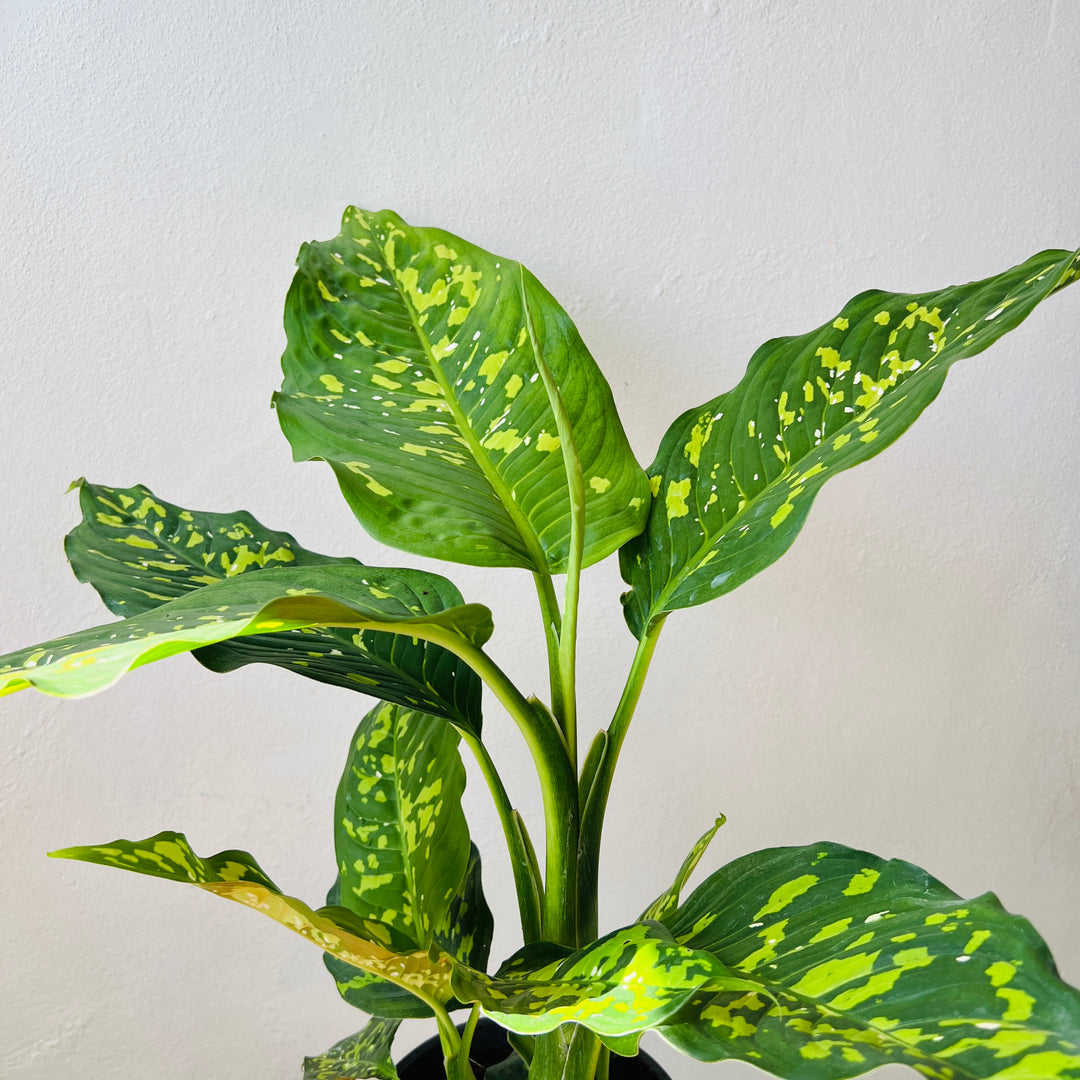 Dieffenbachia Spotty Variegated Tropical Houseplant UK Plant Studio dieffenbachia-spotty-variegated-tropical-houseplant-uk-plant-studio