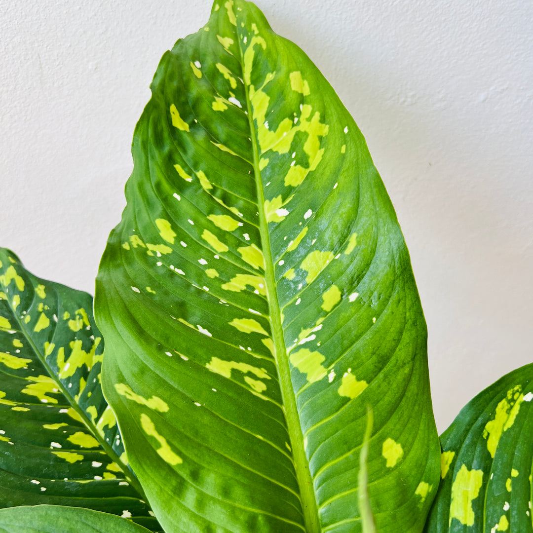 Dieffenbachia ‘Spotty’ – Variegated Dieffenbachia
