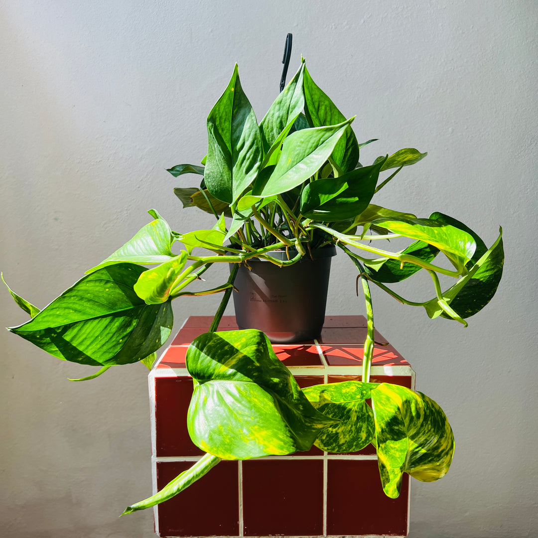 Epipremnum Aureum - Devils Ivy - golden pothos