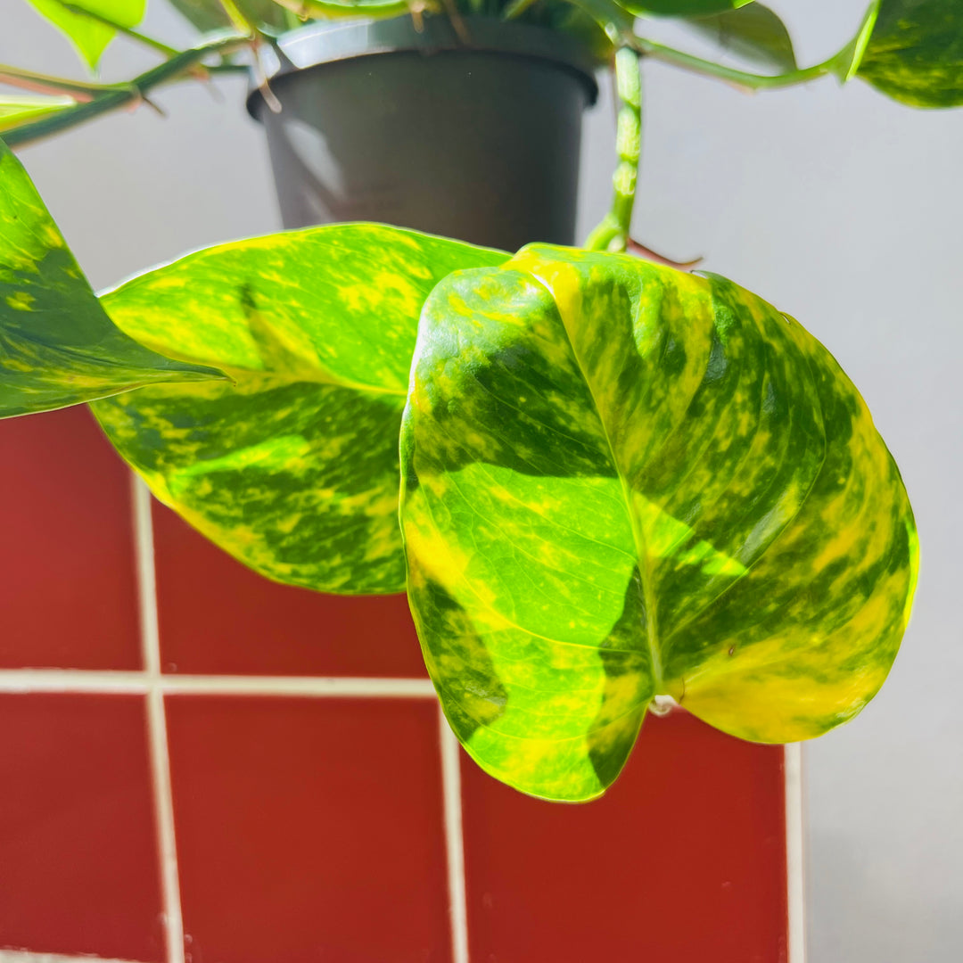 Epipremnum Aureum - Devils Ivy - golden pothos