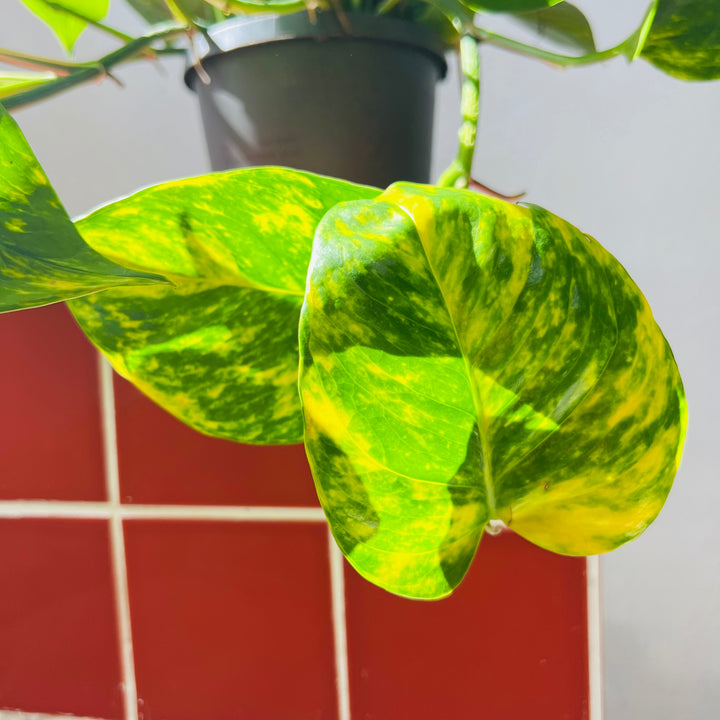 Epipremnum Aureum - Devils Ivy - golden pothos