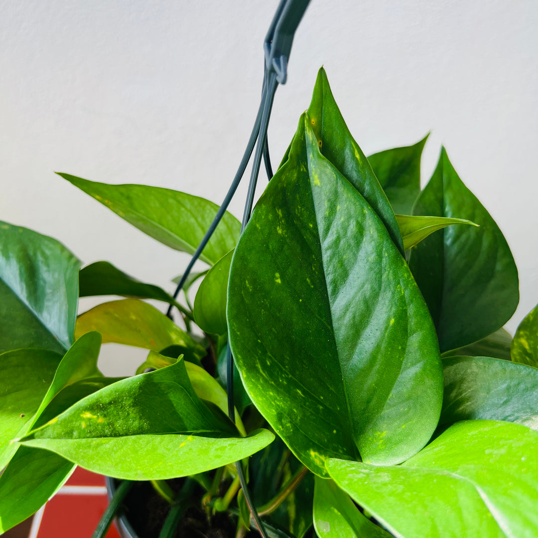 Epipremnum Aureum - Devils Ivy - golden pothos