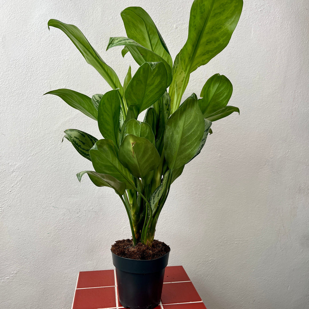 Aglaonema Maria Christina - Chinese evergreen